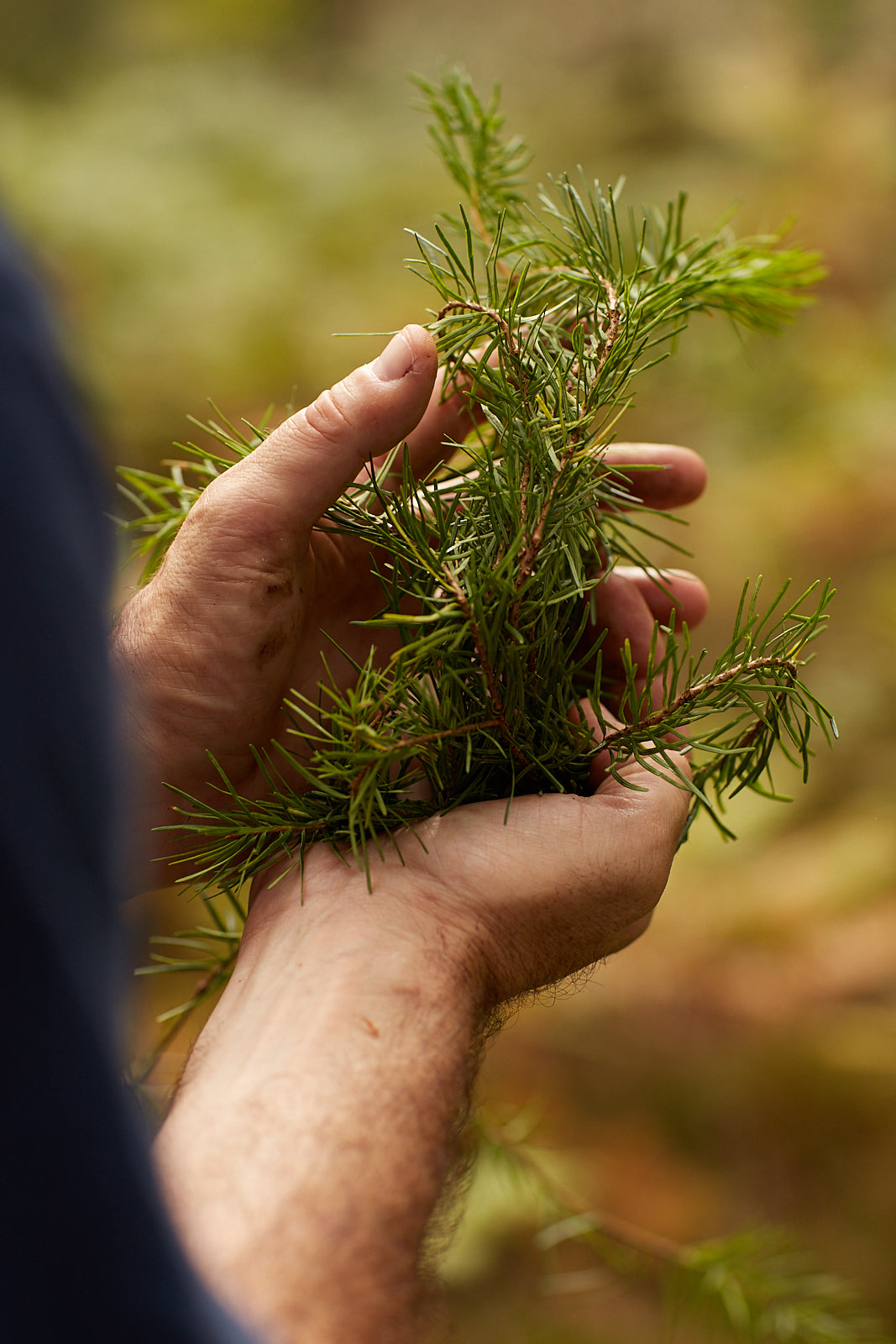 Douglas Fir